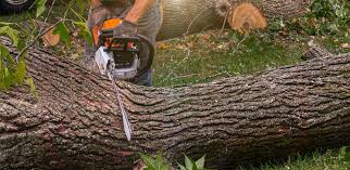 Why Choose Our Tree Removal Services in Ocala, FL?