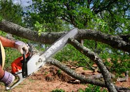 Best Arborist Consultation Services  in Ocala, FL