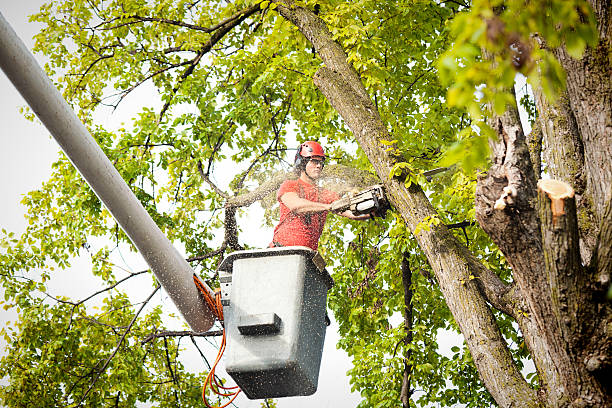 Best Arborist Consultation Services  in Ocala, FL