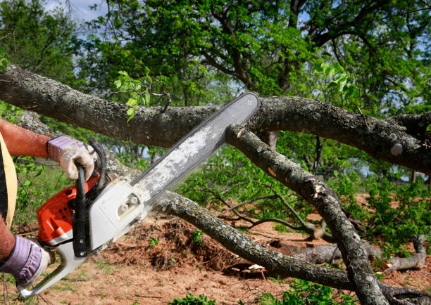 Trusted Ocala, FL  Tree Services Experts